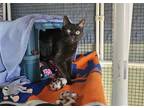Adopt Daisy a Black (Mostly) Domestic Shorthair / Mixed cat in Penndel