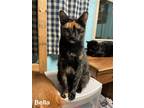 Adopt Bella a Tortoiseshell Domestic Shorthair / Mixed (short coat) cat in