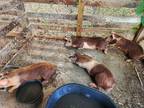 Adopt 18939 a Pig (Farm) farm-type animal in Covington, GA (41566251)