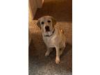 Adopt Wyatt a Tan/Yellow/Fawn Labrador Retriever / Mixed dog in Euless
