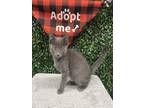 Adopt PALADIN a Gray or Blue Domestic Shorthair / Mixed (short coat) cat in