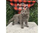 Adopt BOMBUR (IN FOSTER) a Gray or Blue Domestic Shorthair / Mixed (short coat)
