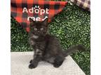 Adopt FRODO a All Black Domestic Shorthair / Mixed (short coat) cat in