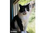 Adopt Emma a Black & White or Tuxedo Domestic Shorthair / Mixed (short coat) cat