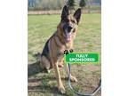 Adopt Errold a German Shepherd Dog / Mixed dog in Edmonton, AB (41566285)
