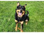 Adopt Topaz a Shepherd (Unknown Type) / Rottweiler / Mixed dog in Edmonton