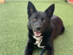 Adopt Patches a Border Collie / Labrador Retriever / Mixed dog in Edmonton