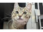 Adopt Jive a Domestic Shorthair / Mixed cat in Edmonton, AB (41565535)