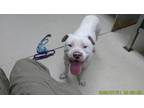 Adopt Dumpling a White American Pit Bull Terrier / Mixed dog in Oakland