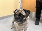 Adopt GEMMA a Pug / Mixed dog in Tustin, CA (41565577)
