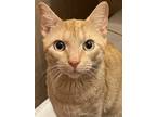 Adopt Albert a Orange or Red Domestic Shorthair / Mixed (short coat) cat in