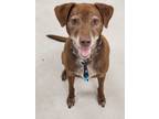 Adopt Cooper a Brown/Chocolate - with White Labrador Retriever / Mixed dog in