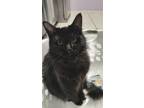 Adopt Shadow a All Black Tabby / Mixed (medium coat) cat in Seffner