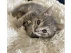 Adopt Clara a Gray, Blue or Silver Tabby Tabby (short coat) cat in Westland