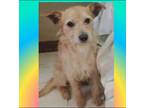Adopt Gabriel a Tan/Yellow/Fawn Wirehaired Fox Terrier / Terrier (Unknown Type