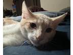Adopt Trombone a White (Mostly) Domestic Shorthair cat in Springfield