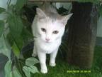 Adopt a White Domestic Shorthair (short coat) cat in Jourdanton, TX (41566111)
