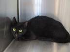 Adopt a All Black Domestic Shorthair (short coat) cat in Jourdanton