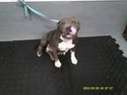 Adopt a Gray/Blue/Silver/Salt & Pepper American Pit Bull Terrier dog in