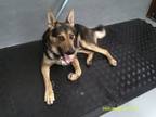 Adopt a Black Shepherd (Unknown Type) dog in Jourdanton, TX (41566108)