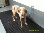 Adopt a Red/Golden/Orange/Chestnut Catahoula Leopard Dog dog in Jourdanton