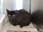 Adopt a All Black Domestic Shorthair (short coat) cat in Jourdanton