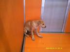 Adopt a Gray/Blue/Silver/Salt & Pepper Labrador Retriever dog in Jourdanton