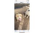 Adopt Lola a Tan/Yellow/Fawn - with White Staffordshire Bull Terrier / American