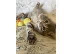Adopt Chevy a Gray, Blue or Silver Tabby Tabby (short coat) cat in Westland