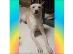 Adopt Rex a Tan/Yellow/Fawn Carolina Dog / Mixed dog in Oceanside, CA (41566080)