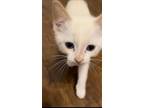Adopt Thibault a Cream or Ivory (Mostly) Siamese / Mixed (medium coat) cat in