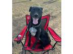 Adopt Milo a White Australian Cattle Dog / Mixed dog in Mesa, AZ (41566077)