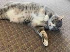 Adopt Alex a Gray or Blue Domestic Shorthair / Mixed (short coat) cat in