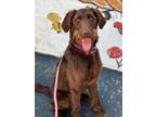 Adopt SCALLYWAG a Brown/Chocolate Labradoodle / Mixed dog in Cranston