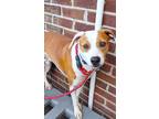 Adopt Dennis a White - with Red, Golden, Orange or Chestnut Pit Bull Terrier /