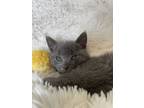 Adopt Coyote a Gray or Blue Domestic Shorthair (short coat) cat in Westland