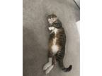 Adopt Coco a Brown Tabby American Shorthair / Mixed (short coat) cat in Laurel
