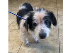 Adopt Guppy a White - with Black Terrier (Unknown Type, Medium) / Mixed dog in