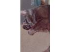 Adopt Boo a Black (Mostly) Domestic Mediumhair / Mixed (medium coat) cat in