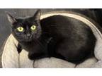 Adopt Pip a All Black Domestic Shorthair (short coat) cat in White Cloud