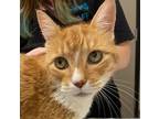 Adopt Milo a Domestic Shorthair / Mixed cat in El Cajon, CA (41566036)