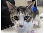 Adopt Gunner a Domestic Shorthair / Mixed cat in El Cajon, CA (41566034)