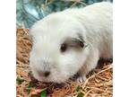 Adopt Zoe a Guinea Pig small animal in El Cajon, CA (41566033)