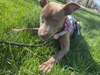 Adopt Lucia a Brown/Chocolate - with White American Pit Bull Terrier / American