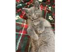 Adopt Goose a Gray or Blue Domestic Shorthair (short coat) cat in Westland