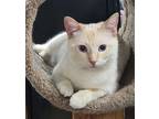Adopt Orange Flame a Cream or Ivory (Mostly) Siamese / Mixed (short coat) cat in