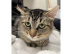 Adopt Chanel a Domestic Mediumhair / Mixed cat in Sheboygan, WI (41565941)