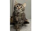 Adopt Louis a Domestic Longhair / Mixed cat in Sheboygan, WI (41565940)