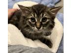 Adopt Gucci a Domestic Longhair / Mixed cat in Sheboygan, WI (41565939)