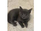 Adopt Maverick a Gray or Blue Domestic Shorthair (short coat) cat in Westland